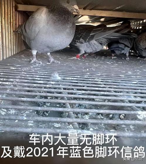 爆料鸽子视频全集,一场视觉与心理的震撼之旅 第1张 爆料鸽子视频全集,一场视觉与心理的震撼之旅 第1张